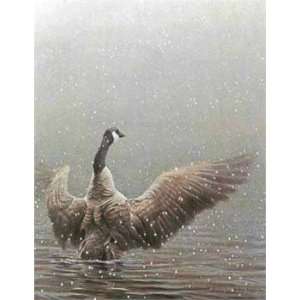  Robert Bateman   Stretching Canada Goose Artists Proof 