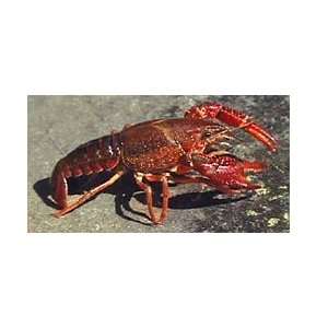 Live Pacific Red Crawfish, (10lbs)  Grocery & Gourmet Food