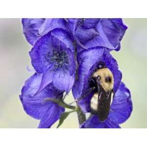 Western Monkshood or Aconite, Yankee Boy Basin, Uncompahgre National 