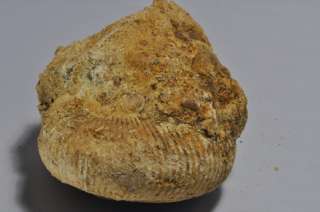 TR521  JURASSIC AMMONITE   Macrocephalites & BIVALVIA  