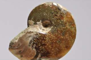 D146  SUPERB POLISHED AMMONITE WITH NICE SUTURE LINE  