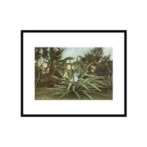 Girl in Century Plant, Maguey, Agave Botanical Pre Matted Poster Print 