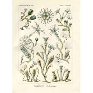 Ernst Haeckel 1904   Campanariae   Artforms of Nature Kunstformen der 