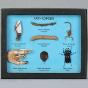 Arthropod Collection Biorama(tm)  Industrial & Scientific