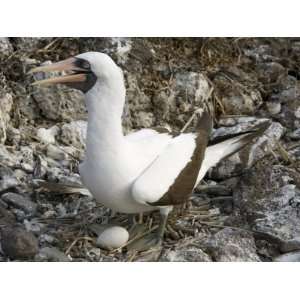  Booby Nesting, Espanola Island, Galapagos, Ecuador, South America 