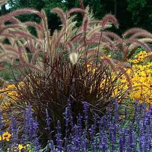  Purple Fountain Grass   Pennisetum setaceum Rubrum 