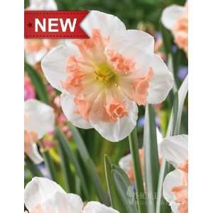 Mallee Pink Daffodil   5 bulbs Patio, Lawn & Garden