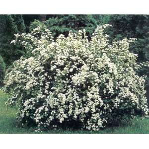  5 Vanhoutte Spirea 1 2 Branched 1 2 branches bush Patio 