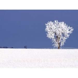  Hoar Frost Covers Tree, North Dakota, USA Photographic 
