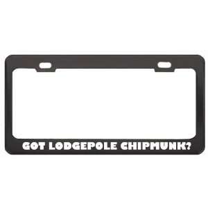 Got Lodgepole Chipmunk? Animals Pets Black Metal License Plate Frame 