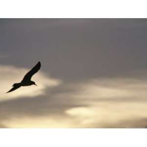  Flying Seagull in Silhouette Art Styles Photographic 