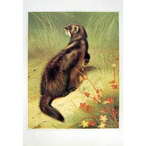    C1990 Mammals Polecat Grass Colour Print Animal
