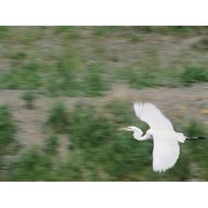  Great Egret Flying over the Klamath Basin Refuge Complex 