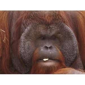  Orangutan, Male, Endangered Species, Native Borneo 
