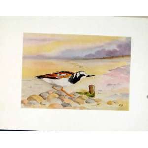  Bird Duck Turnstone Color Chestnut Feather Old Print