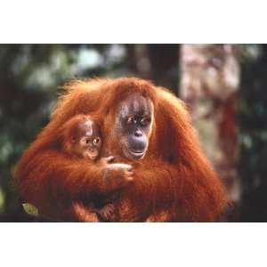 Orangutan And Baby by Unknown 36x24 