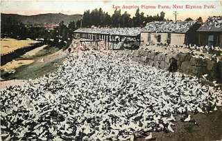 CA LOS ANGELES PIGEON FARM MAILED 1911 BIRDS T80941  