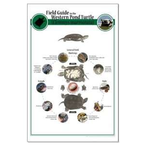  Field Guide to the Western Pond Turtle Lg Poster Turtle 