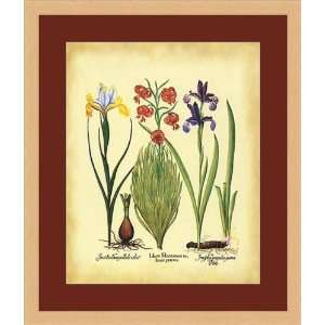  Iris,Lilium by Basilius Besler   Framed Artwork