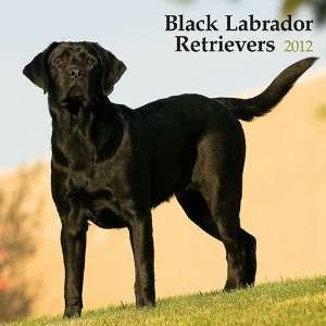  Black Labrador Retrievers 2012 Wall Calendar Office 