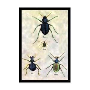  Beetles of Java France Cape and Europe #1 24x36 Giclee 