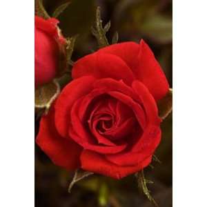   Treasure Micro Mini Rose Bush   Fragrant/Hardy Patio, Lawn & Garden