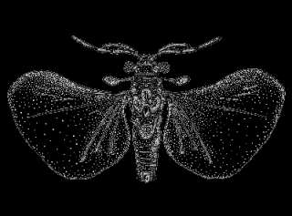   Wing Parasite, a rare Stilt Legged Assassin Bug, a beautiful Cricket
