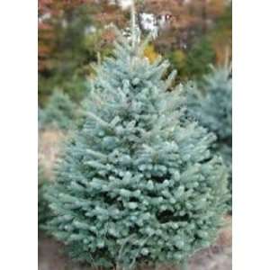   Colorado Blue Spruce, 24 30 Inch Plant (3 TREES) Patio, Lawn & Garden