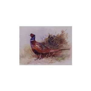   Oil Reproduction   Archibald Thorburn   24 x 24 inches   The Pheasant