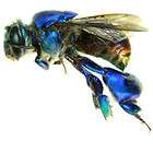 insect metallic orchid bee no 2 peru 10 15mm returns