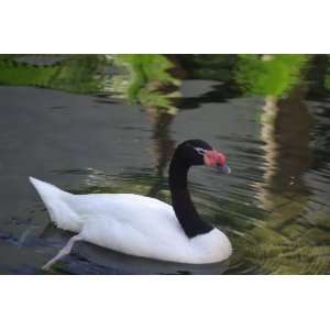  Black Necked Swan Taxidermy Photo Reference CD Sports 