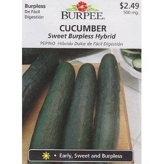   Burpless Hybrid Cucumber Seeds   30 Seeds by Hirts Seed; Vegetable