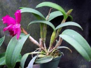 BLMG SZ BONANZA QUEEN X CHOC DROP CATTLEYA Orchid Plant  