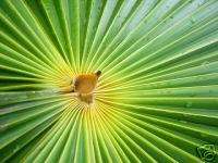 Barbados Palms Coccothrinax Tree SILVER Thatch Palm  