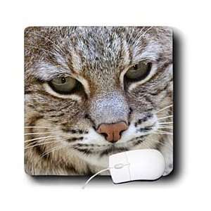   of a Bobcat.(Lynx rufus).Southern California   Mouse Pads Electronics