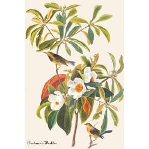  Bachmans Warbler by John Woodhouse Audubon 12x18 Kitchen 