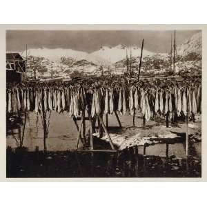  1931 Cod Fishing Drying Racks Svolvaer Lofoten Norway 