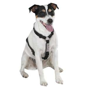 East Side Collection Nylon Rhinestone Dog Harness, 14 20 Inch, Black 