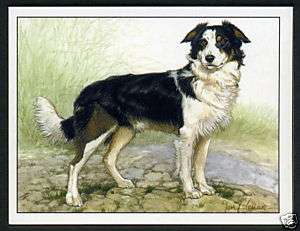 BORDER COLLIES   Dog Breed   Collectors Card Set of Six  