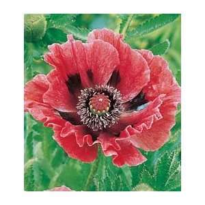  Papaver orientale BrooklynSold out, but please review this 