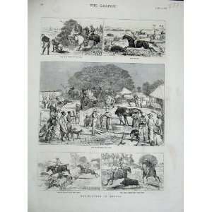  1878 Hog Hunting Bengal Sport Horses Camp Country Print 