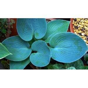   Hosta One of the most Prized Hostas Stunning Patio, Lawn & Garden