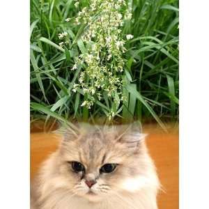 Hirts Sweet Grass For Cats 4 Plants   Hierochloe oderata 