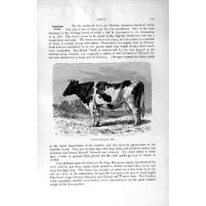 NATURAL HISTORY 1894 OXEN DUTCH COW HORNS ANIMAL 