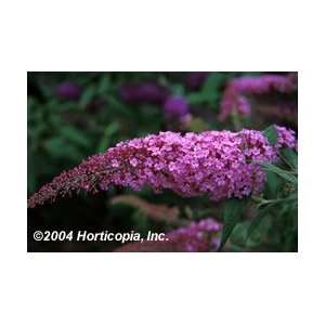  Butterfly Bush   Pink Delight   #3 container Patio, Lawn 