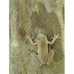  Mexican Treefrog Camouflaged on Tree Bark, Texas, USA 