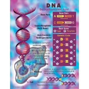  Dna