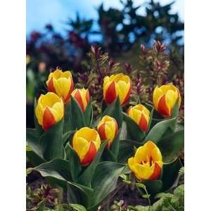  Tulip Stresa   100 per Box