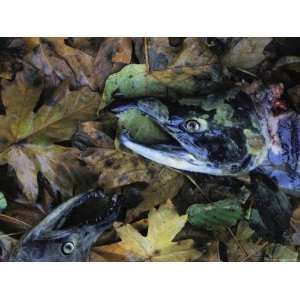  Salmon Carcasses, Clayoquot Sound, Vancouver Island 