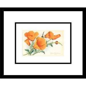  California Popplies, Framed Print by Unknown, 16x14